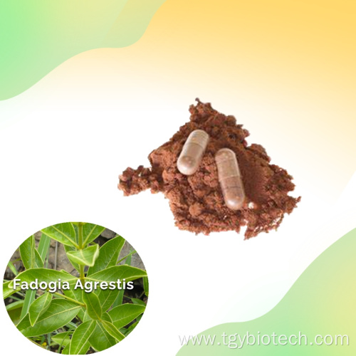 Fadogia Agrestis Stem Powder Fadogia Agrestis Extract